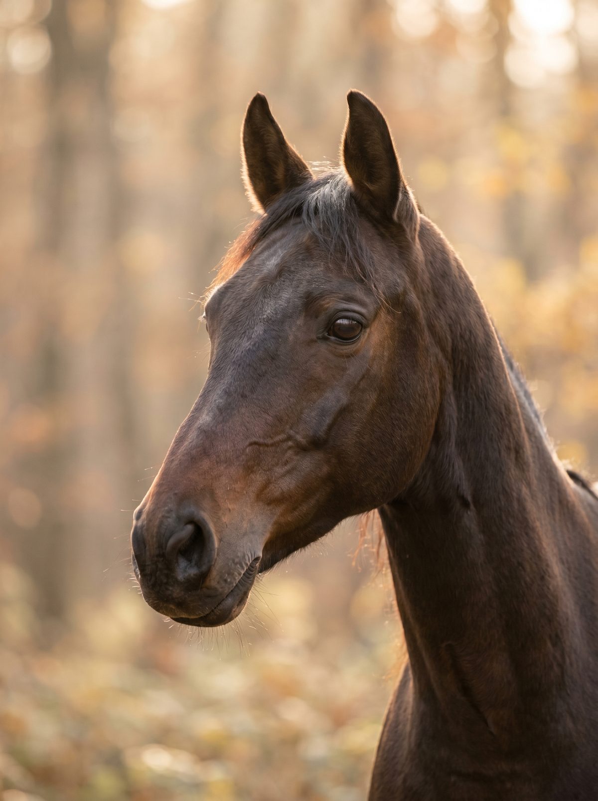 Malik — Trakehner × Angloaraber